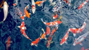 Koi Pond Education: Resources for Aspiring Koi Enthusiasts