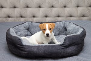 How to Choose the Best Calming Dog Bed for Your Anxious Pup