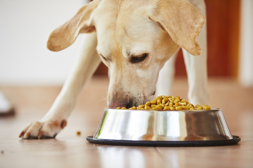 How to Get a Dog to Slow Down When Eating